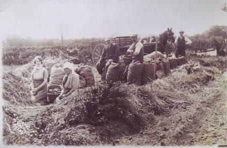 Potato Harvest